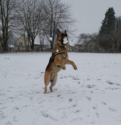 Apollo, Deutscher Schäferhund - Rüde