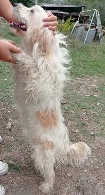 Apollo, Griffon - Rüde