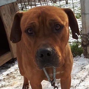 Apollo, unbeknnt - Rüde