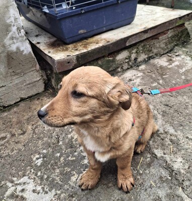 Apple, Mischling Welpen - Hündin