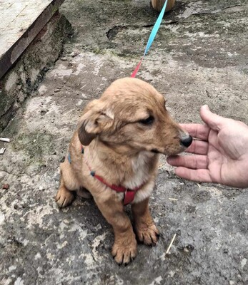 Apple, Mischling Welpen - Hündin