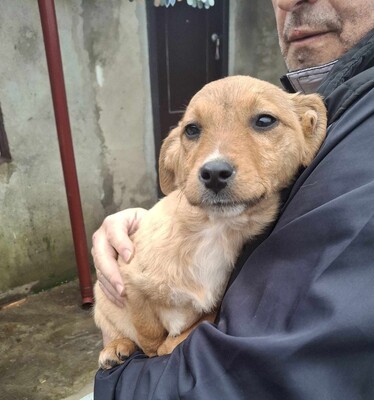 Apple, Mischling Welpen - Hündin