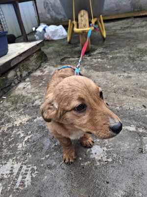 Apple, Mischling Welpen - Hündin