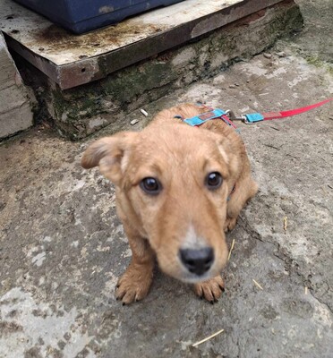 Apple, Mischling Welpen - Hündin