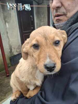 Apple, Mischling Welpen - Hündin