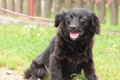 April, Mischling Welpen - Hündin