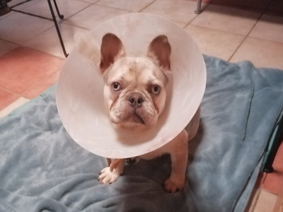 Aquarius, FRANZÖSISCHE BULLDOGGE Welpen - Rüde