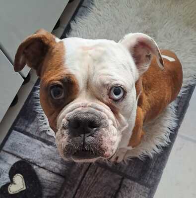 Ara, American Bulldog - Mix - Hündin