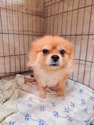 💐 Arabica - Hündin - Spitz-Mix - zuvorkommend und liebenswert, Spitz-Mix - Hündin