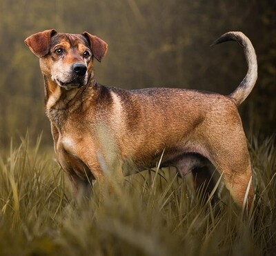 Aragon Shar Pei-Schäferhund Mix sucht ganz dringend, Shar Pei-Schäferhund - Rüde