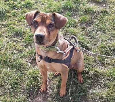 Aragon Shar Pei-Schäferhund Mix sucht ganz dringend, Shar Pei-Schäferhund - Rüde