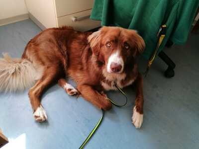 Aramis, Australian Shepard - Rüde