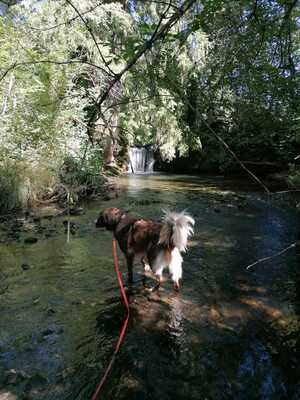 Aramis, Australian Shepard - Rüde