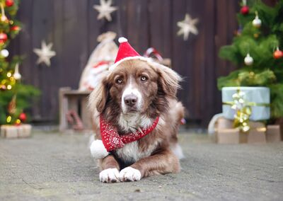 Aramis, Australian Shepard - Rüde