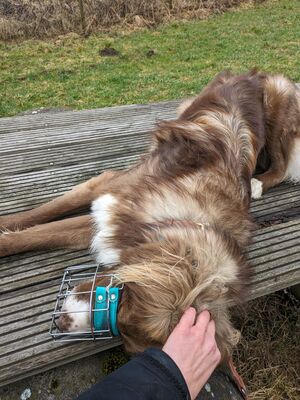 Aramis, Australian Shepard - Rüde