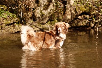 Aramis, Australian Shepard - Rüde