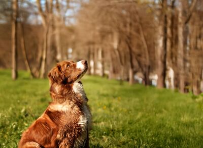Aramis, Australian Shepard - Rüde