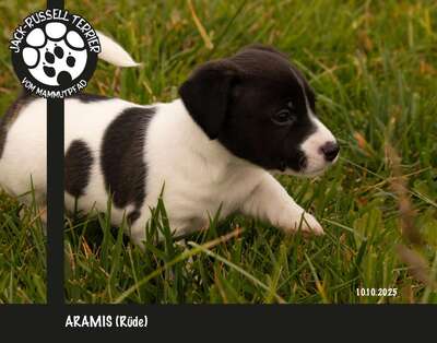Aramis, Jack Russel Terrier Welpen - Rüde
