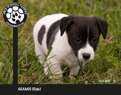 Aramis, Jack Russel Terrier Welpen - Rüde