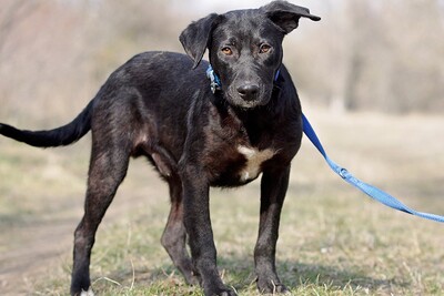 Aramis, Mischling Welpen - Rüde