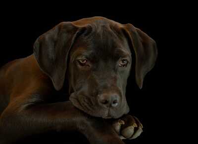 Aramis Welpe, Cane Corso Welpen - Rüde