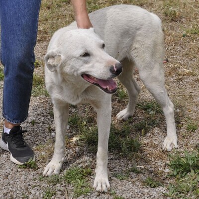 Aramis - ein absolut lebensfroher Hund, Mischling - Rüde