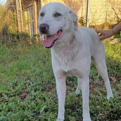 Aramis - ein absolut lebensfroher Hund, Mix - Rüde