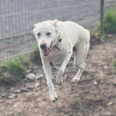 Aramis - ein absolut lebensfroher Hund