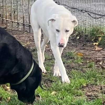 Aramis - ein absolut lebensfroher Hund, Mix - Rüde