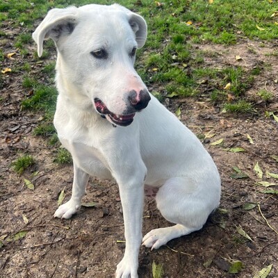 Aramis - ein absolut lebensfroher Hund, Mix - Rüde