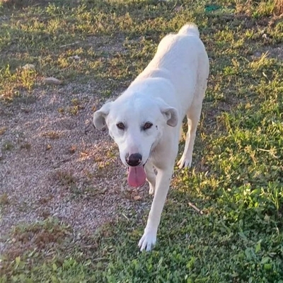 Aramis - freundlich, lieb und absolut lebensfroh, Mischling - Rüde