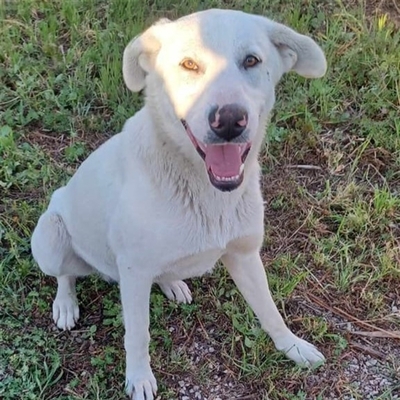 Aramis - freundlich, lieb und absolut lebensfroh / Vorgemerkt, Mischling - Rüde