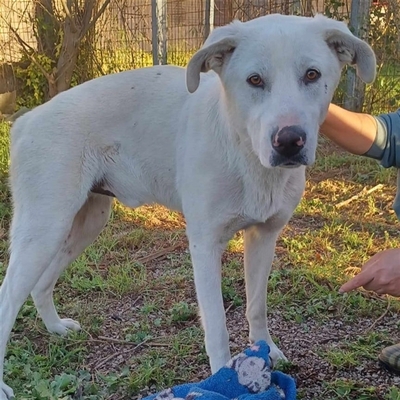 Aramis - freundlich, lieb und absolut lebensfroh / Vorgemerkt, Mischling - Rüde