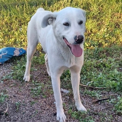 Aramis - freundlich, lieb und absolut lebensfroh / Vorgemerkt, Mischling - Rüde