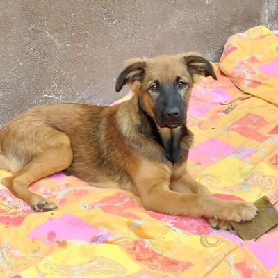 Aras, Mischling - Rüde