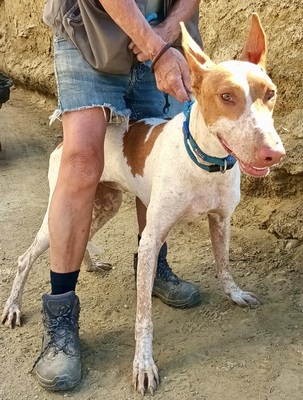 Aravis, Podenco Andaluz - Hündin