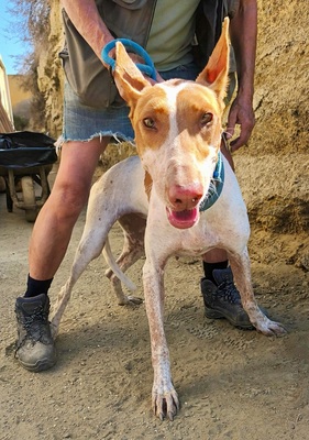 Aravis, Podenco Andaluz - Hündin