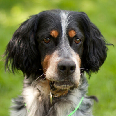 Archibald, Cocker-Setter-Mix - Rüde