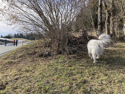 Archibald, Pyrenäenberghund - Rüde
