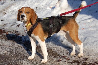 Archie Boy, Beagle - Rüde