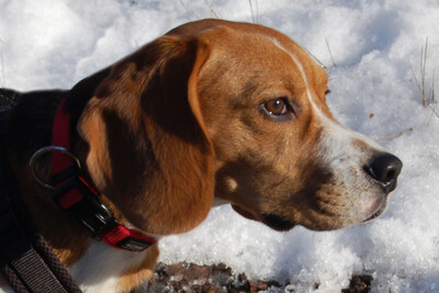 Archie Boy, Beagle - Rüde