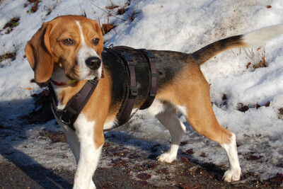 Archie Boy, Beagle - Rüde