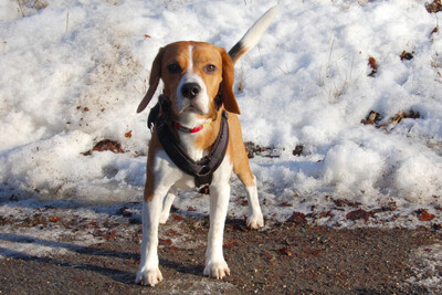 Archie Boy, Beagle - Rüde