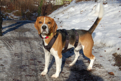 Archie Boy, Beagle - Rüde