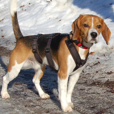 Archie Boy, Beagle - Rüde