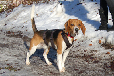 Archie Boy, Beagle - Rüde
