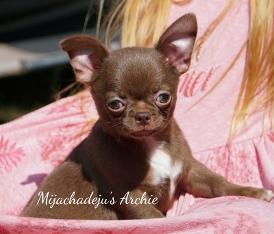 Archie, Chihuahua Welpen - Rüde