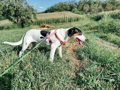 Archie, Laufhunde - Rüde