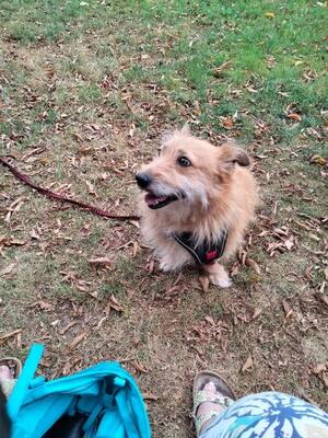 Archie, Mischling - Rüde