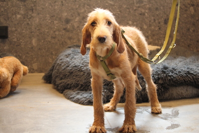 Archie, Mischling Welpen - Rüde